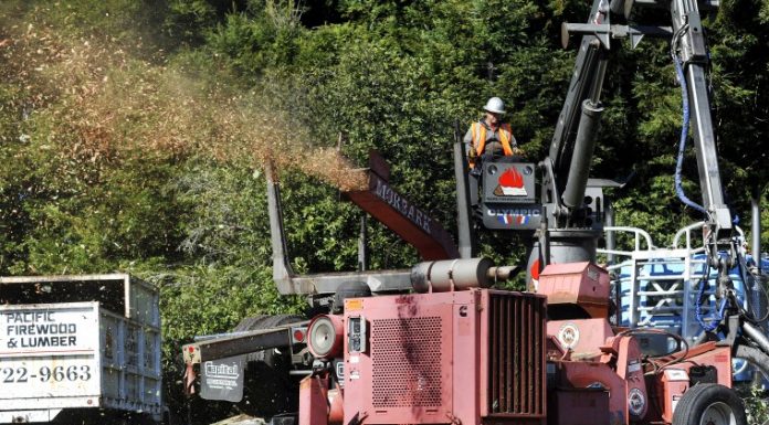 Trees cut down at Mount Madonna County Park