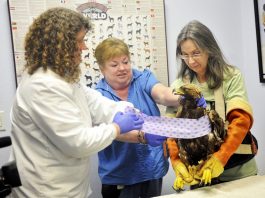 WERC saves golden eagle