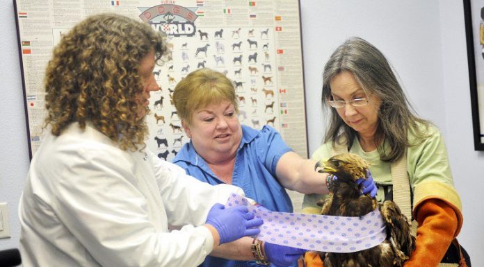 WERC saves golden eagle