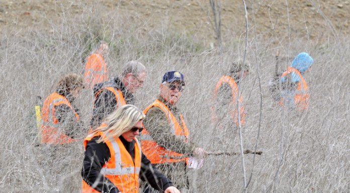 Volunteers searching for Sierra
