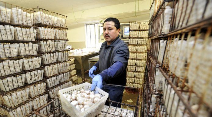 The myths of mushrooms