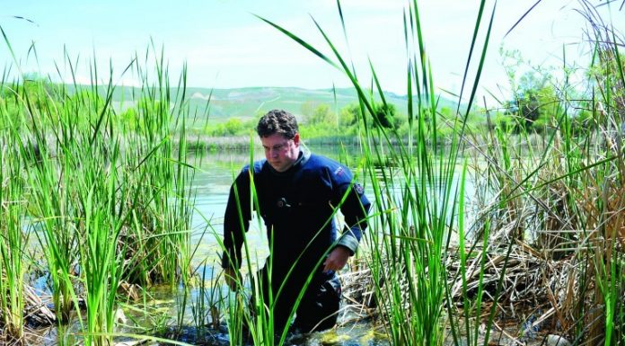 Use of sonar expanded in search