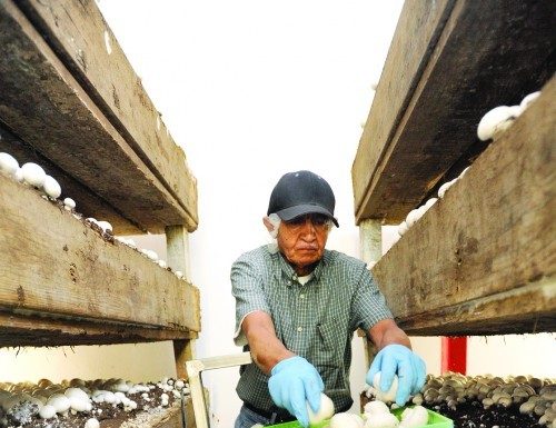 Picked for his resilience