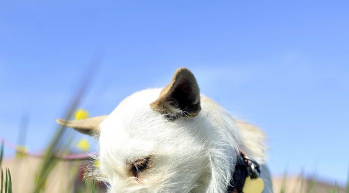 Friends of the San Martin Animal Shelter