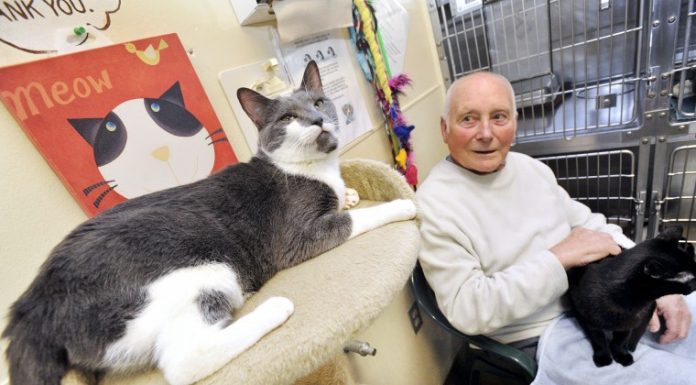 Extreme animal shelter makeover