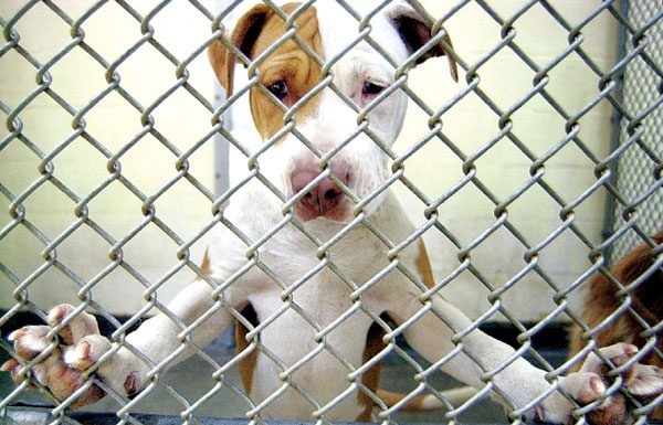 Bloody pit bull attack at Starbucks