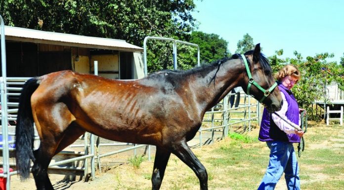 Back in the saddle again