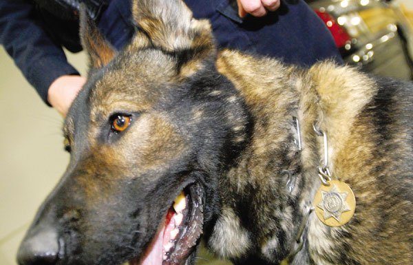 Police dog will be sold as pet