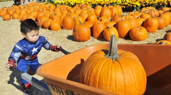 Uesugi Farms Pumpkin Park