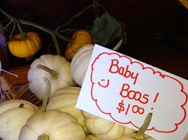 The wonderful world of pumpkins