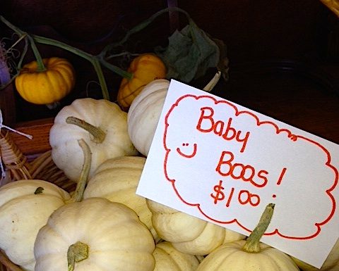 The wonderful world of pumpkins