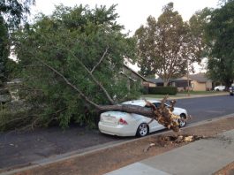 Tree breaks off at roots, falls on parked car