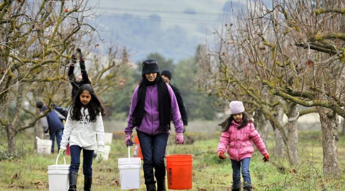 Persimmon Harvest in San Martin