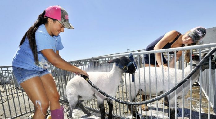 Sobrato FFA farm weathers water woes