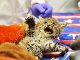 WERC to host Pet Photo Days Benefit