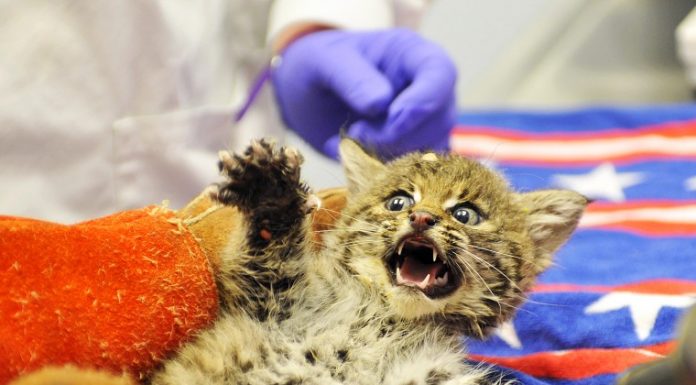 WERC to host Pet Photo Days Benefit