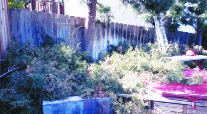 Justice for landscape scammer