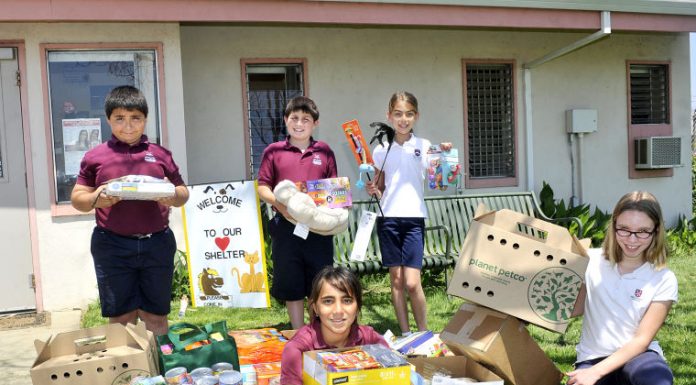 Food for furry friends