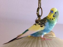 4 letters: Search for escaped bird, Stay within budget, Vote for new government, No more taxes