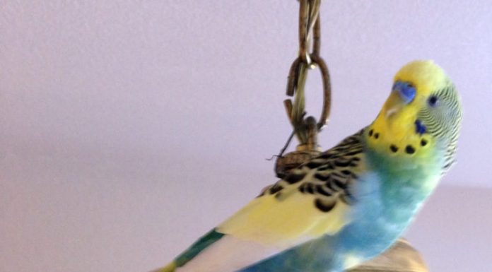 4 letters: Search for escaped bird, Stay within budget, Vote for new government, No more taxes