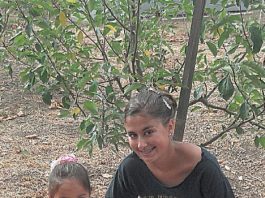 Care of apple trees now in good little hands