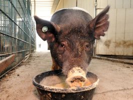 Sobrato FFA fares well at County Fair