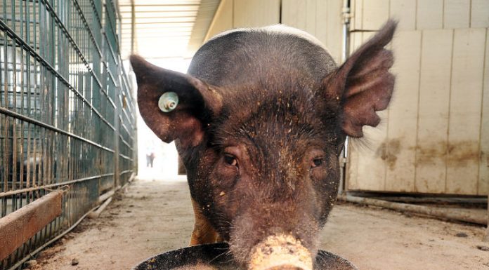 Sobrato FFA fares well at County Fair