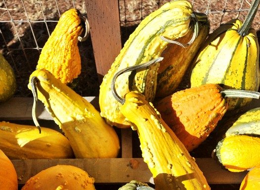 Your guide to harvest happiness