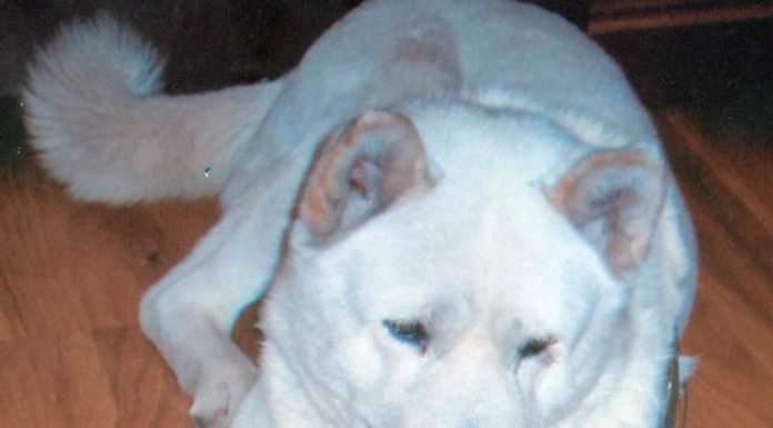 Chuckie and Buddy: Loved and missed forever