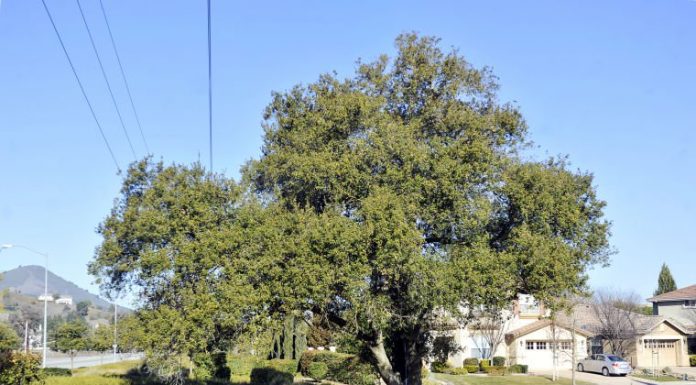 It’s a tree for all!