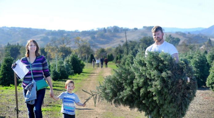 Christmas tree hunting