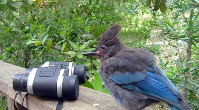 Citizens provide valuable help to scientists