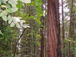 Hike Henry Cowell Redwoods State Park