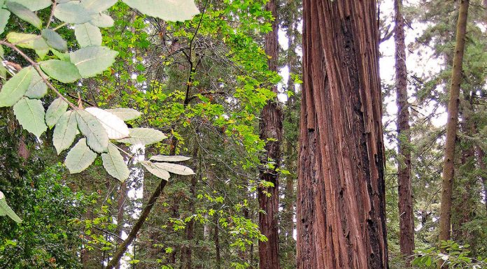 Hike Henry Cowell Redwoods State Park