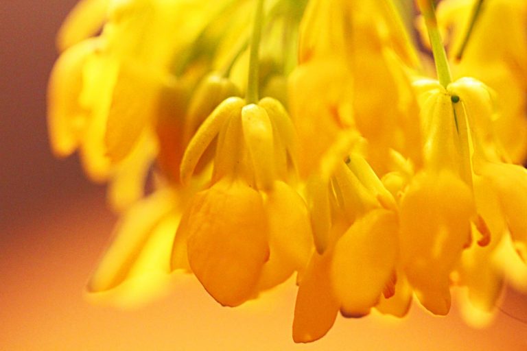 Mustard flowers bring fields of gold to the valley