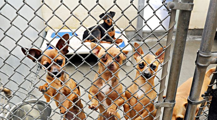 Pet adoption fair April 18 at BookSmart