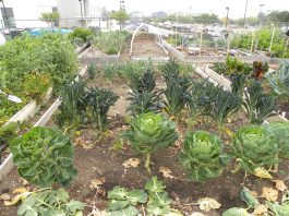 Soil Art Day on April 18 at MH Community Garden
