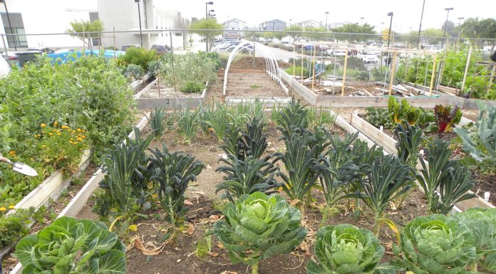 Soil Art Day on April 18 at MH Community Garden