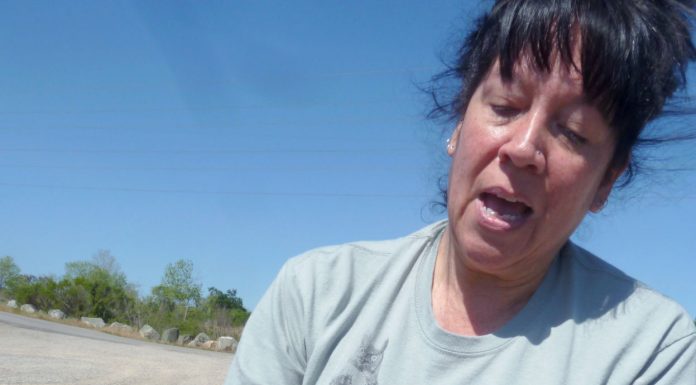 Don’t call them seagulls