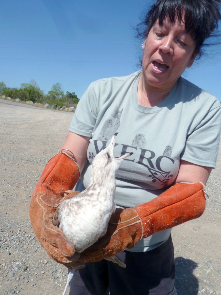 Don’t call them seagulls