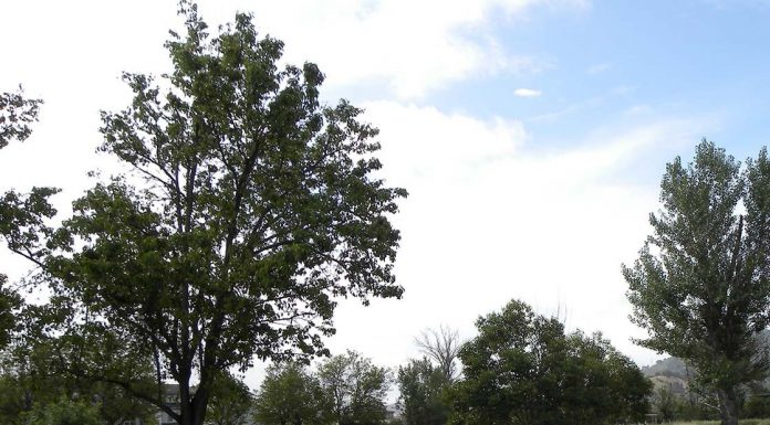 MHPD investigates body found in business park