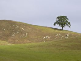 Preserve rate jumps ahead two full stars