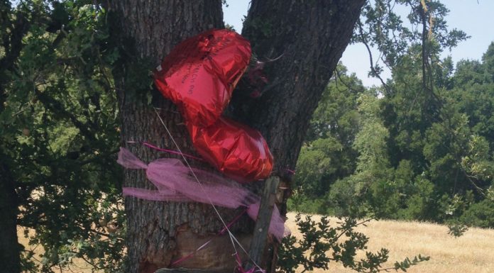 Gilroy girl killed in car crash