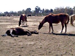 Guest view: Abused horses: Not so happily ever after