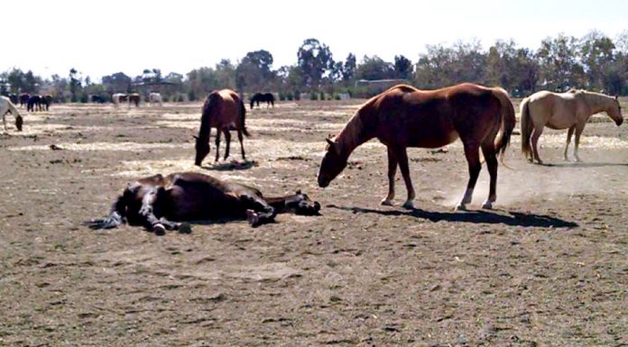 Guest view: Abused horses: Not so happily ever after