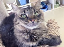 Homes Wanted: No-kill shelter cares for cat