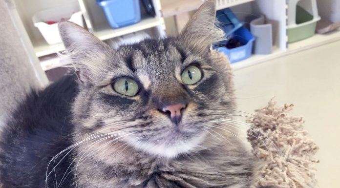 Homes Wanted: No-kill shelter cares for cat