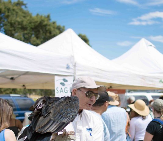 Celebrating open space