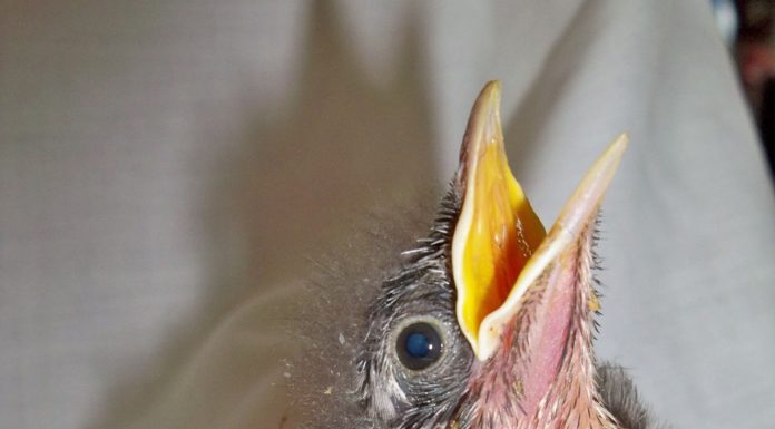 Babies season at WERC