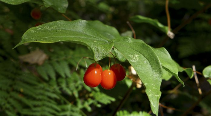 Hiking where summer looks like springtime